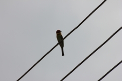sri_lanka_173