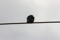 sri_lanka_181