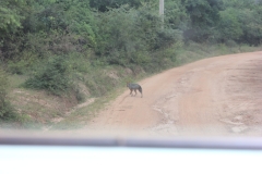 sri_lanka_185