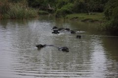 sri_lanka_188