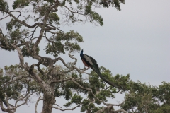 sri_lanka_189