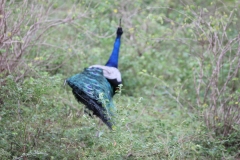 sri_lanka_196