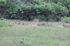 sri_lanka_197
