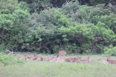 sri_lanka_198