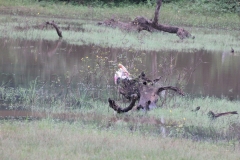 sri_lanka_199