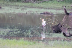 sri_lanka_201