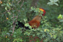 sri_lanka_204-306394925