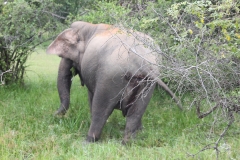 sri_lanka_207