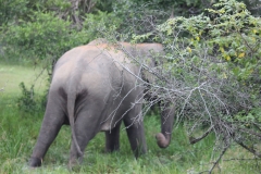 sri_lanka_208