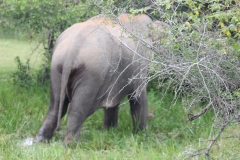 sri_lanka_209