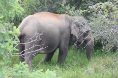 sri_lanka_210