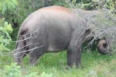 sri_lanka_211