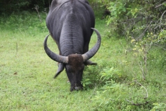 sri_lanka_214