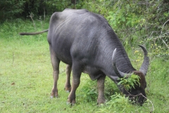 sri_lanka_215