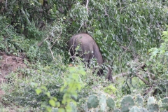 sri_lanka_216