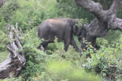 sri_lanka_217