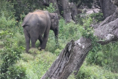 sri_lanka_218