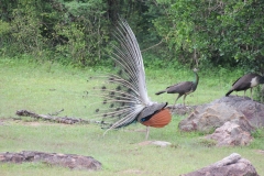 sri_lanka_219