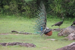 sri_lanka_220