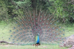 sri_lanka_221