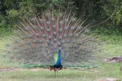 sri_lanka_222