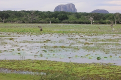sri_lanka_224