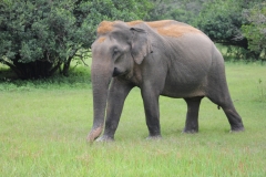 sri_lanka_225