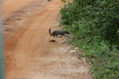 sri_lanka_228