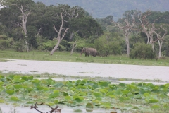 sri_lanka_229