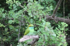sri_lanka_230