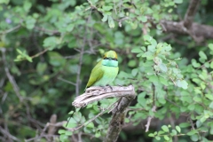 sri_lanka_231