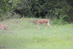 sri_lanka_232