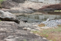sri_lanka_238