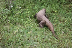 sri_lanka_239