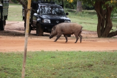 sri_lanka_240