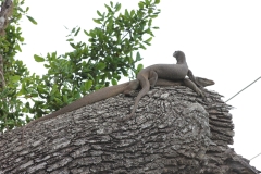 sri_lanka_241