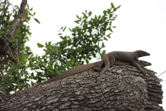 sri_lanka_242