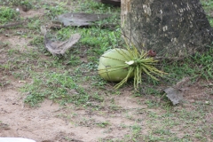 sri_lanka_254